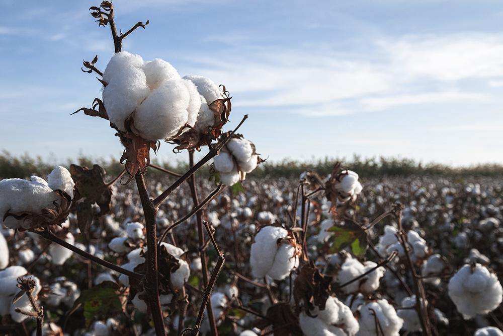 Organic cotton socks - Democratique Socks